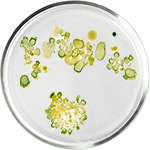 Косметика с водорослями