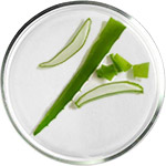 Косметика с Алоэ Вера