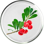 Косметика с арбутином