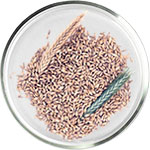 Азелаиновая кислота