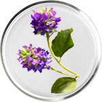 Косметика с Бакучиолом