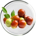 Средства для кожи с маслом жожоба