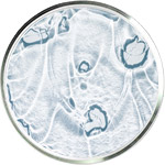 Уход за кожей с ниацинамидом