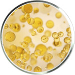 Уход за кожей с Омега-3 и Омега-6