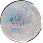 Пробиотики для кожи