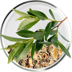 Салициловая кислота в уходе за кожей