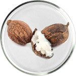 Масло ши в уходе за кожей