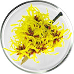 Гамамелис для кожи